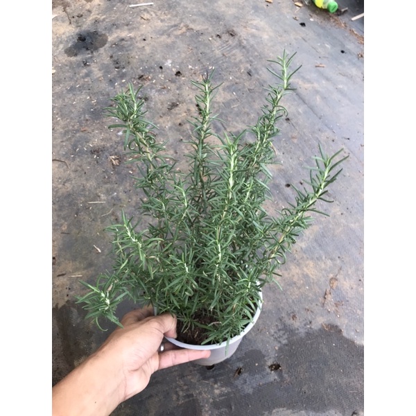 Cây hương thảo lớn
