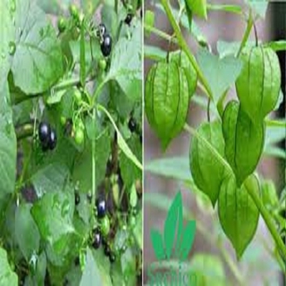 Cây giống rau tầm bóp