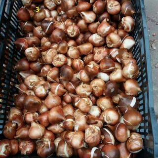 Củ hoa tulip