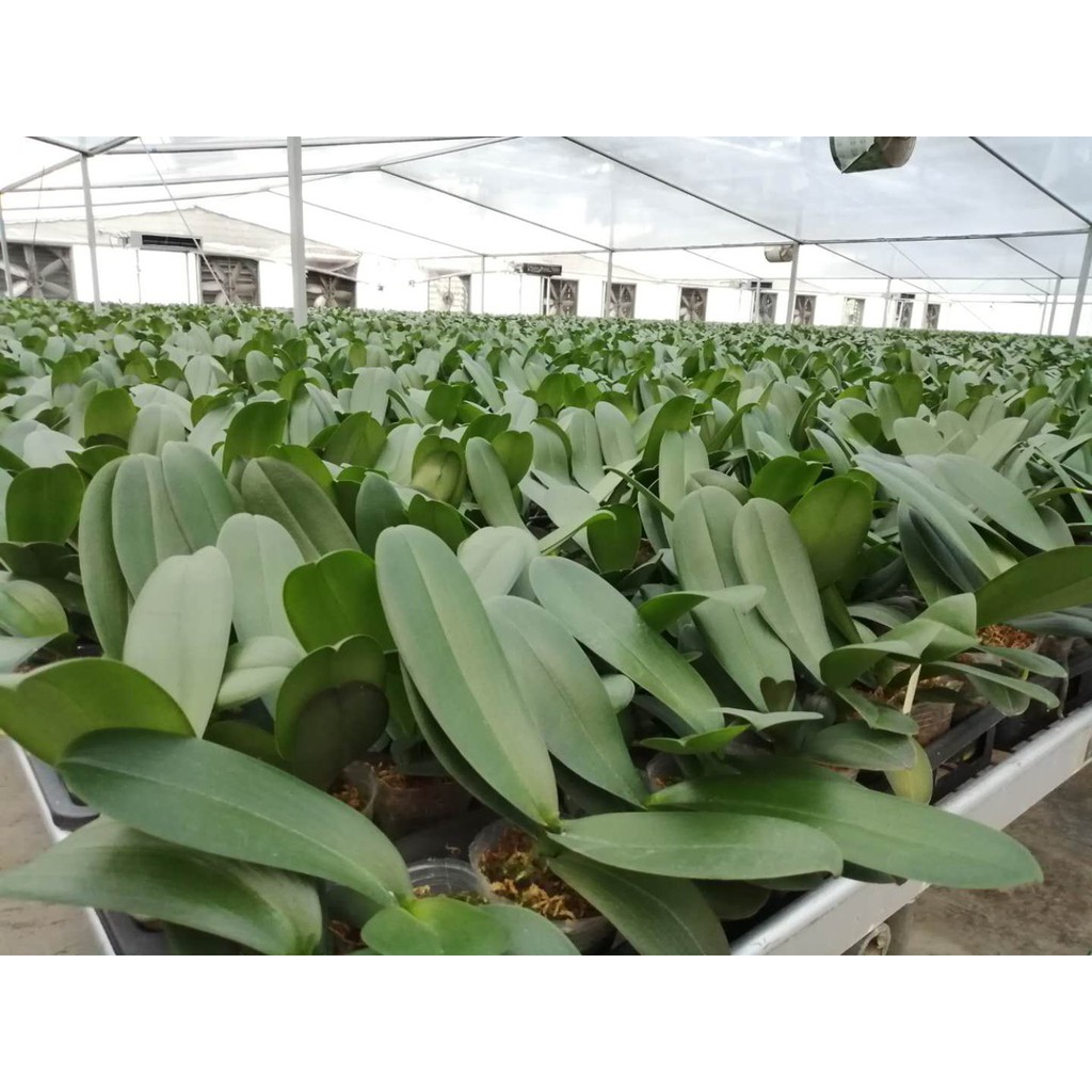 Lan Hồ Điệp màu Trắng V3 cốc đại Chuẩn màu hoa