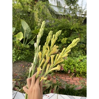 CỦ GIỐNG HOA HUỆ VÀNG