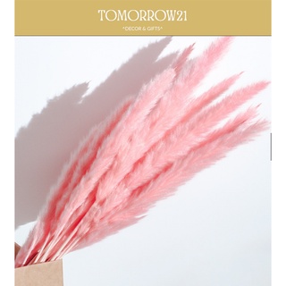 Cỏ lau khô, cỏ lau xù pampas grass khô, hoa khô decor, chụp ảnh, trang trí nhà cửa