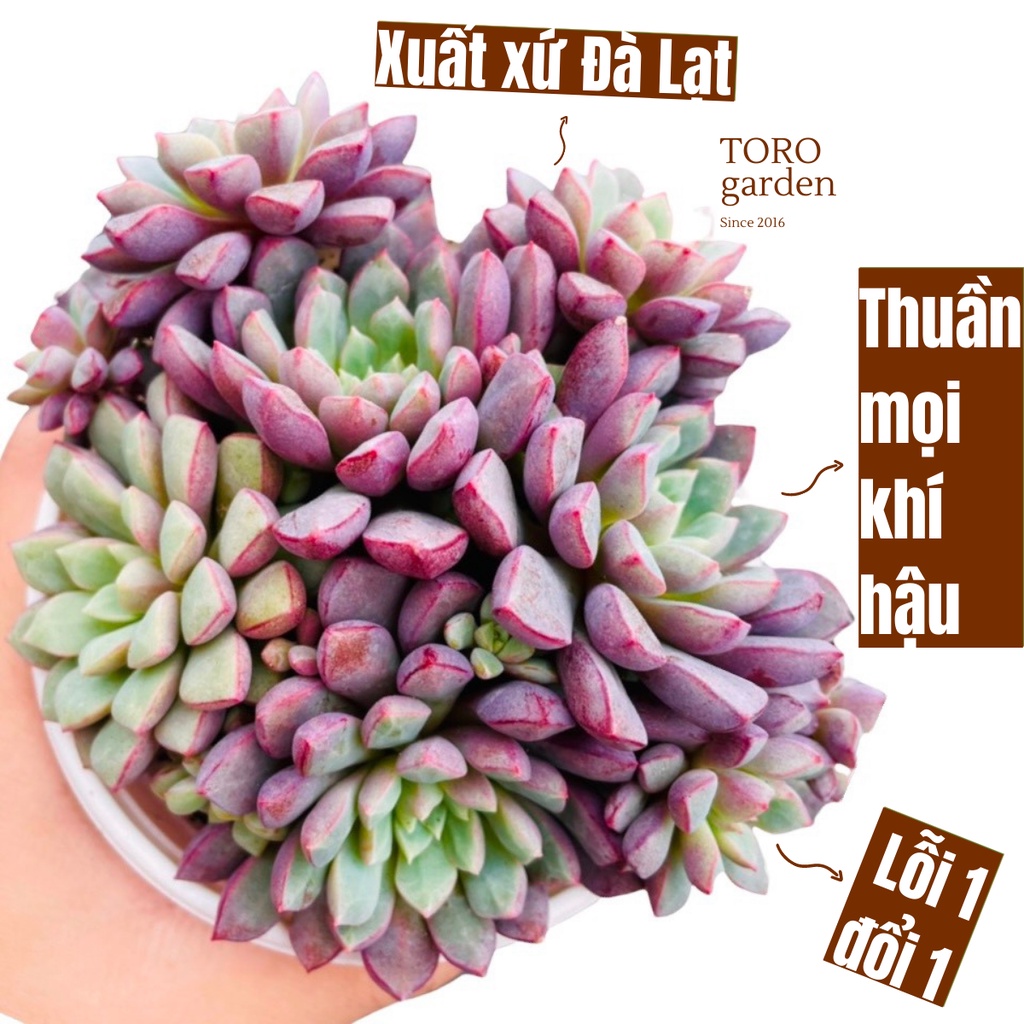 SEN ĐÁ KIM CƯƠNG TÍM ĐÀ LẠT SIZE TRUNG BÌNH, SIÊU KHOẺ ĐẸP, THUẦN MỌI KHÍ HẬU, HƯ 1 ĐỔI 1