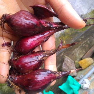 1kg sâm đại hành,củ sâm hành giống