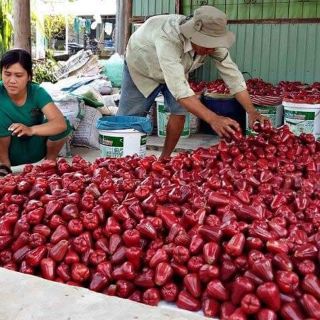 Mận An Phước (roi đỏ)