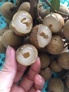 long nhãn Hưng Yên loại 1( 0,5kg)