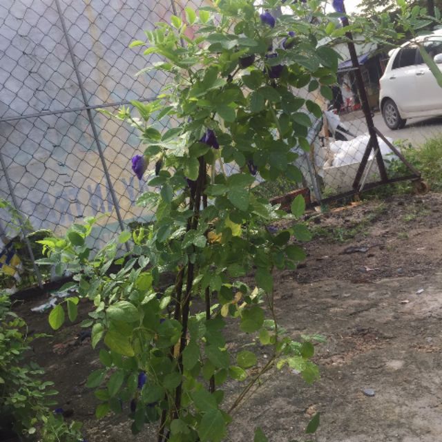 Cây hoa đậu biếc hình thật