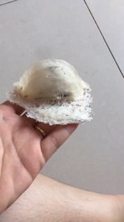 Tổ yến nhà nuôi