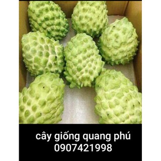 NA DỨA ĐÀI LOAN (CHUẨN GIỐNG 1)