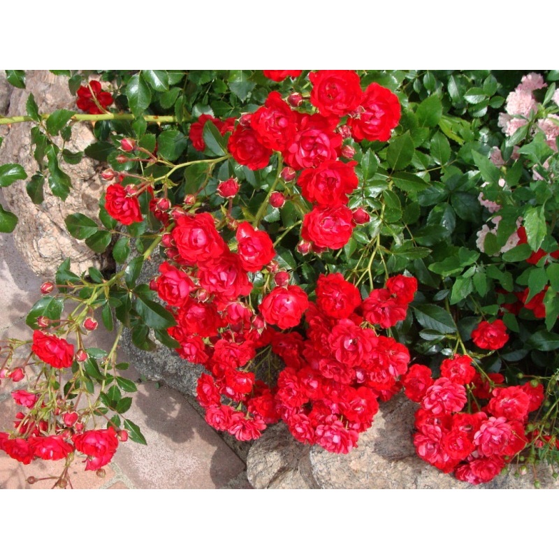 Hoa hồng leo Red Fairy Rose - siêu nụ, hoa chùm, dễ trồng