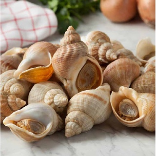 Ốc Bulot Pháp 500Gr [ Giao Nhanh HCM]