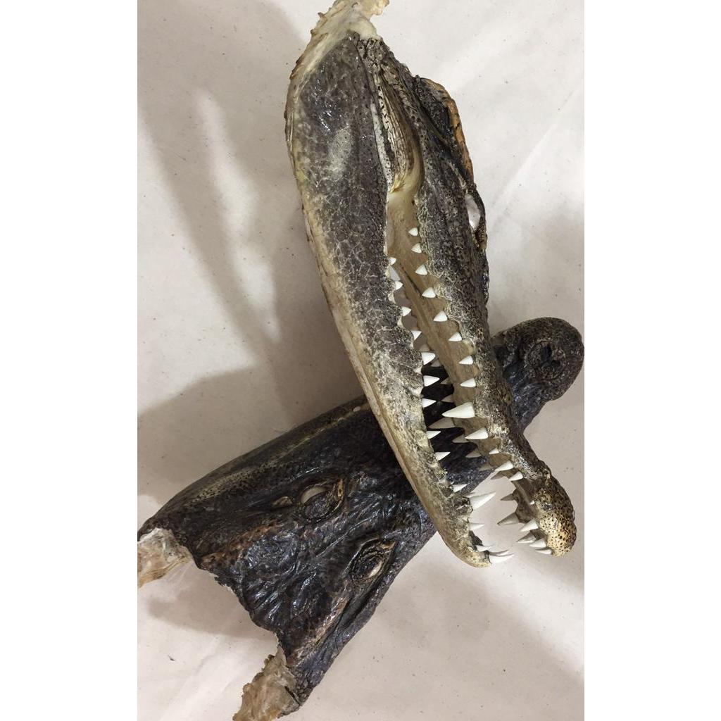 Đầu cá sấu trưng bày phòng khách , bàn làm việc