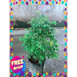 Khế Lá Cụp Cho Nhiều Quả Ngọt