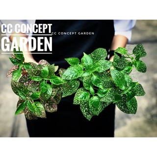 Cây lá màu/ Lá may mắn giống mới