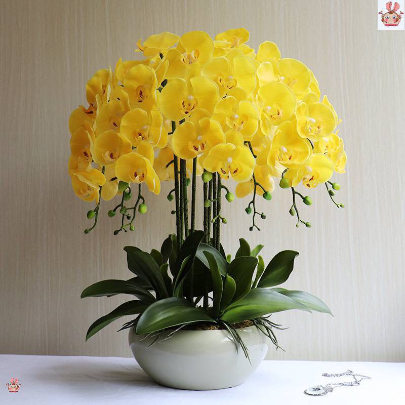 Bình Hoa Lan Hồ Điệp Cao Cấp Chậu Hoa Để Bàn Y Thật Cao 60cm Rộng 46cm Trang Trí Nhà Cửa DG-123