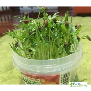 100g Hạt giống Rau muống mầm Dinh dưỡng XTRA TẶNG KÈM PHÂN VÀ KÍCH MẦM