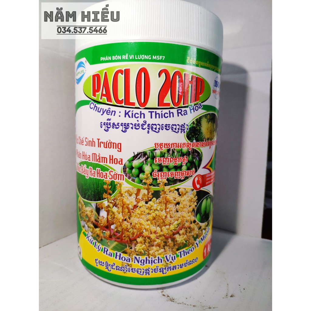 PACLO 20 - Thuốc tưới xoài kích thích Ra Hoa Trái Vụ - Hộp 1kg - Tưới xoài nhãn sầu riêng lúa (bidamin)