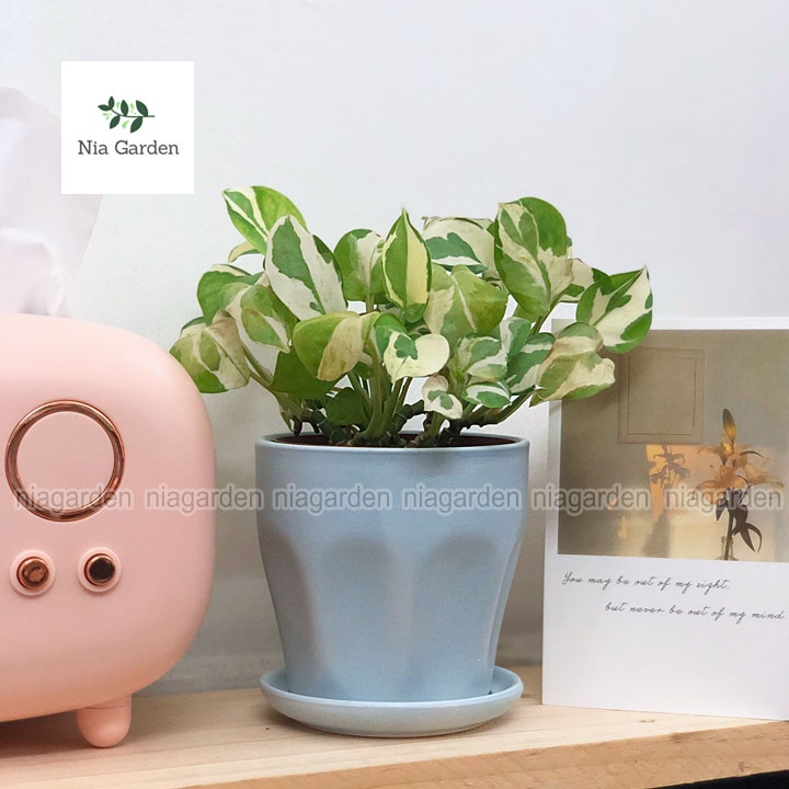 Chậu mini trồng sen đá xương rồng trồng cây để bàn kèm đĩa trang trí bàn làm việc học tập Nia Garden N1