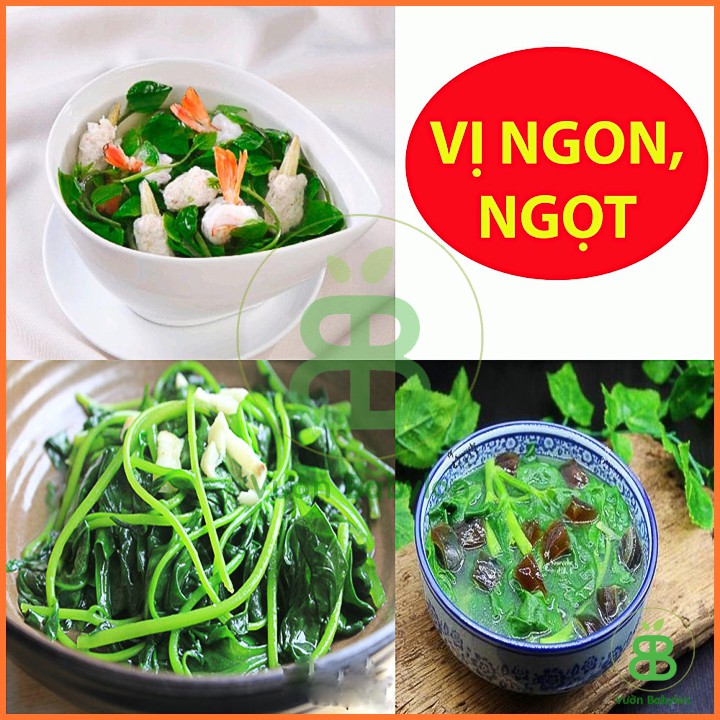 Hạt Giống Mồng Tơi Cao Sản 50Gr - Hạt Giống Mồng Tơi Dễ Trồng,Giàu Dinh Dưỡng