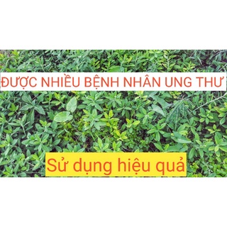 CÂY THẠCH ANH