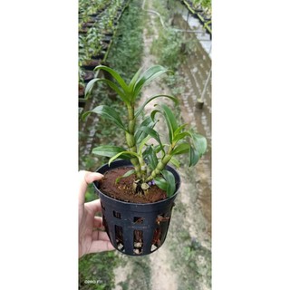 Hoa lan denro damry 3 lưỡi sắp nụ