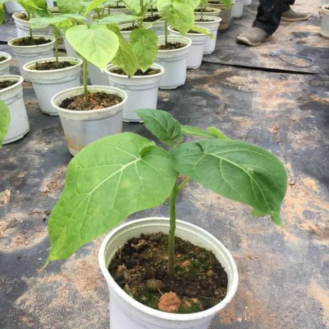 Cây cà chua Tamarillo thân gỗ (chỉ bán khách miền Bắc, Miền Trung)