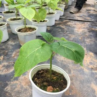 Cây cà chua Tamarillo thân gỗ (chỉ bán khách miền Bắc, Miền Trung)