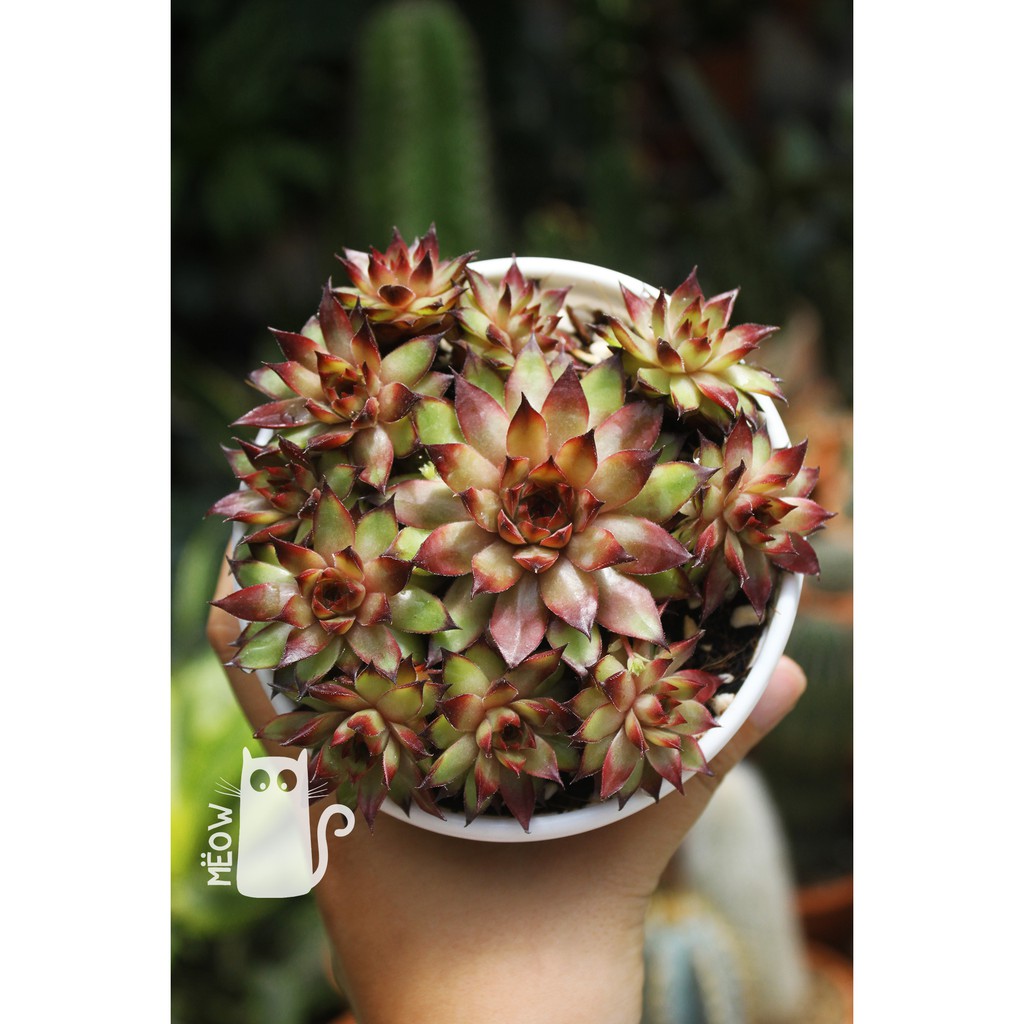 CÂY SEN ĐÁ PHẬT BÀ LỬA BỤI