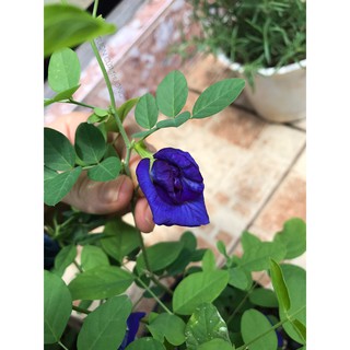 Cây đậu biếc