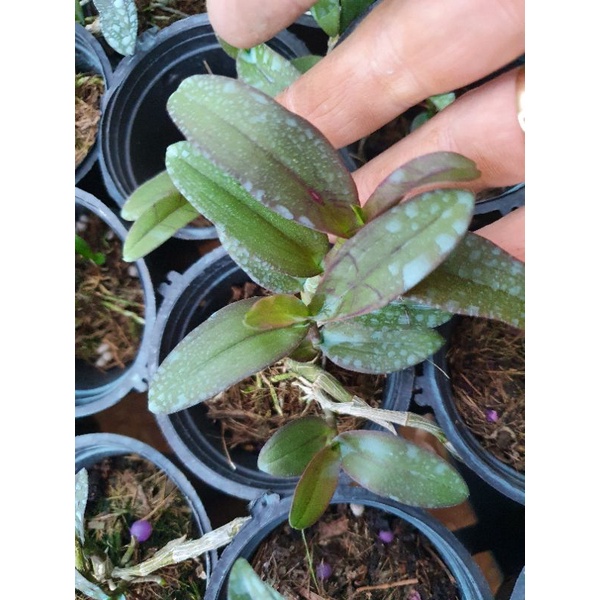 phi điệp hồng yên thủy