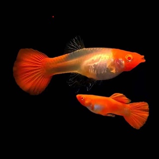 Cá 7 Màu Koi Red Gen Aer (39k/cặp)