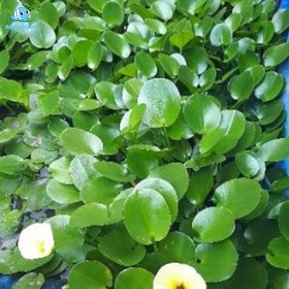 Hoa Thủy Quỳnh