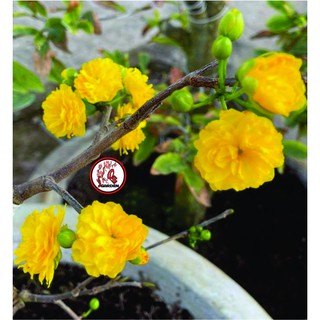 Hoa mai Cúc Quý Phi_ cây ghép chuẩn
