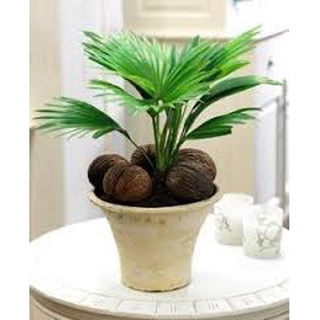 Hạt giống cọ cảnh để bàn - 3 hạt