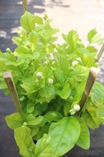 Chậu Lài Trà