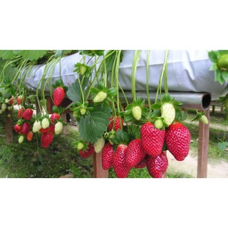 Hạt giống dâu tây gói 10 hạt