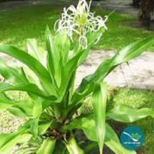 Cây đại tướng quân-cây náng hoa trắng