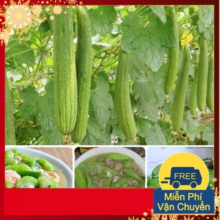 Hạt Giống Mướp Hương Thái Lan