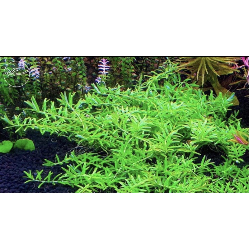 Rotola Green - Cây Vảy Ốc Xanh Bò/Cao 10 Cây - Cây Thủy Sinh Cắt Cắm