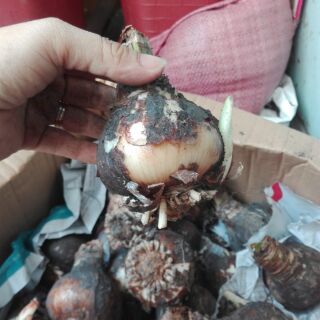 Củ Lan Huệ đỏ Nhung