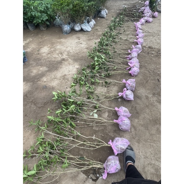 CÂY GIỐNG MỘC HƯƠNG TA XỊN cao tb 80cm năm 2 già thân