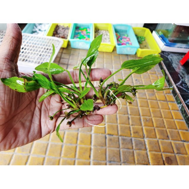 BỤI LAN NƯỚC CÂY THỦY SINH HỒ CÁ