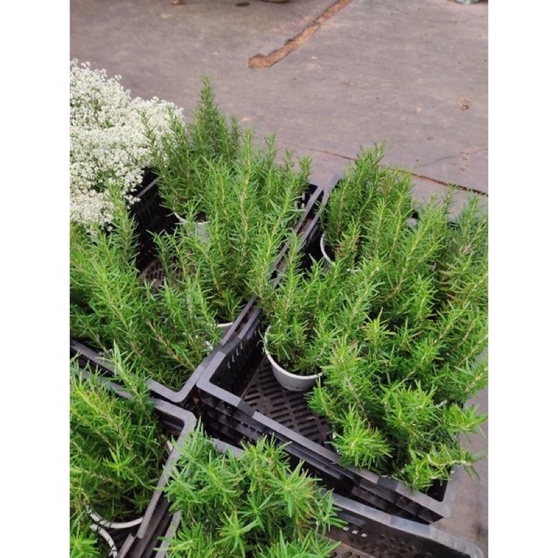 Cây Hương thảo Rosemary