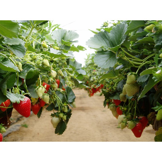 100 Hạt giống Dâu Tây Mix Màu Kèm Qùa Tặng