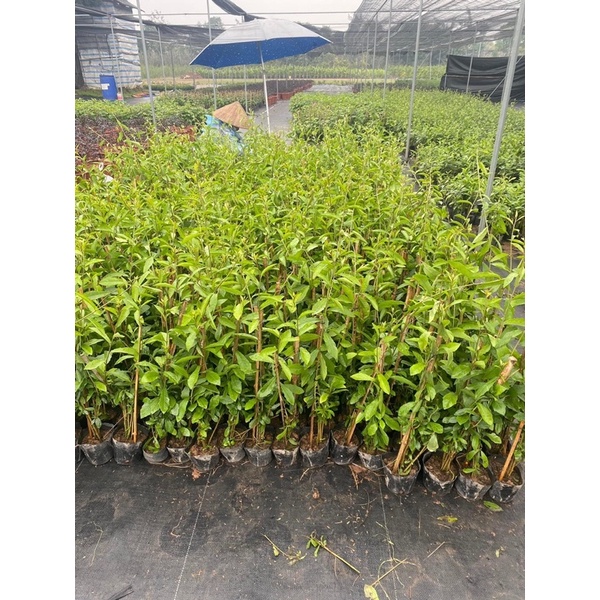 CÂY CÚC TẦN ẤN ĐỘ che nắng tự nhiên