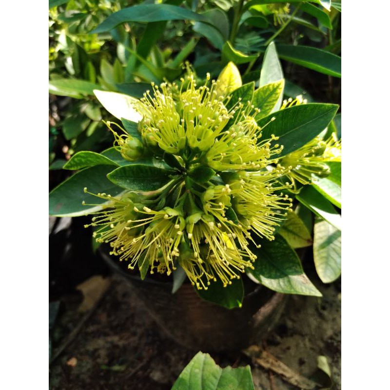 Cây mai thái hoa vàng sieu hoa