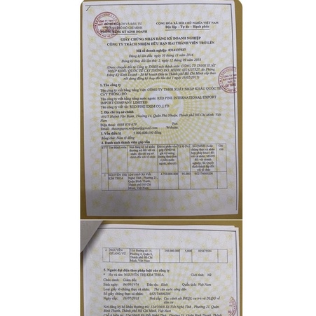 [CHÍNH HÃNG XUẤT MỸ] Dầu Gió Xanh 2 Nắp Mỹ Sing Con Ó 24ml, Tem In, Mẫu Mới Chuẩn Xuất USA, Bao Thơm Bao Nóng