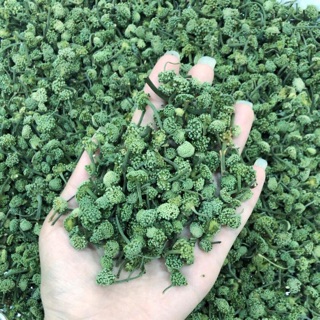 Nụ hoa tam thất -bns4