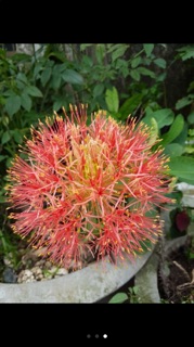 Củ Hoa Hồng Tú Cầu