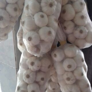 Tỏi Phan Rang củ to đẹp 500gr